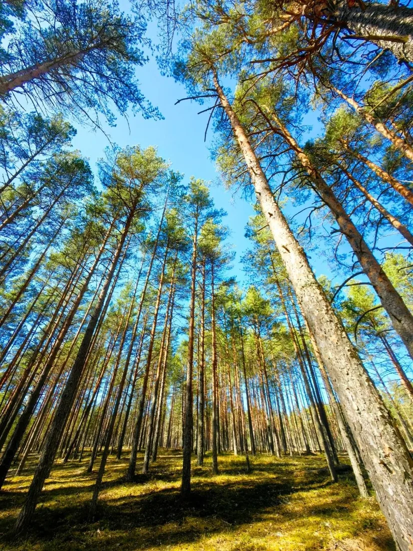 Сосновый лес
