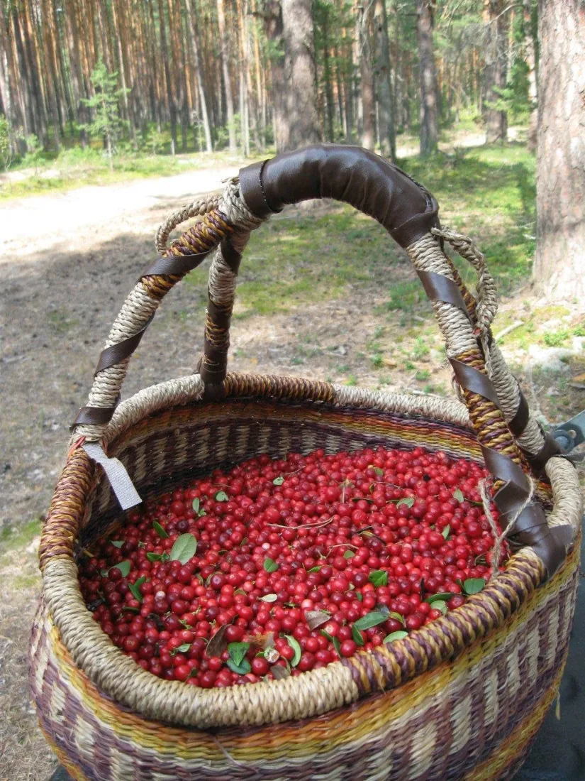 Корзина с лесными ягодами