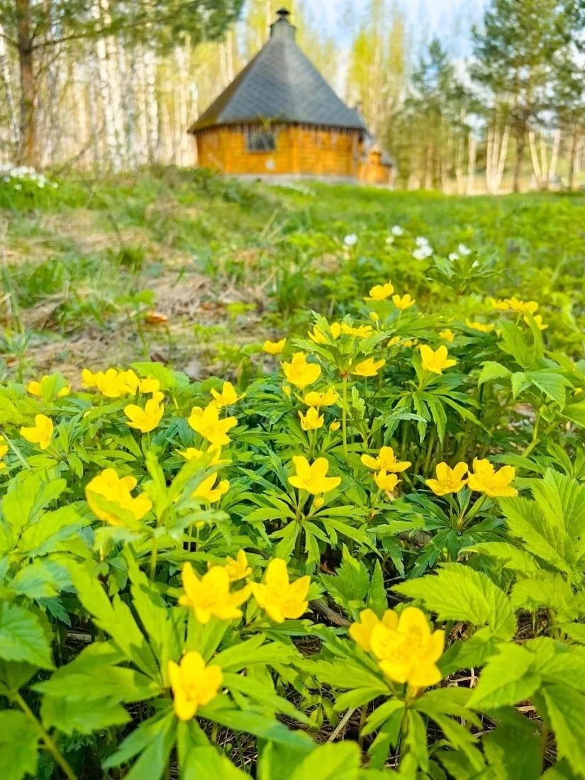 Весенние цветы у деревянного домика