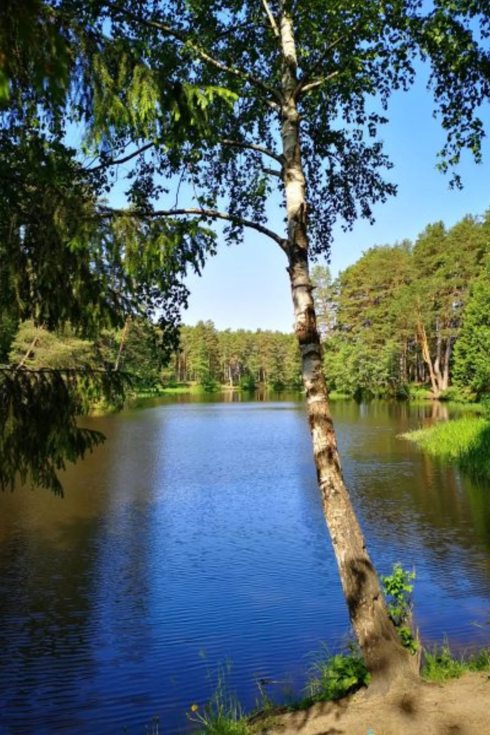 Берёза на берегу реки